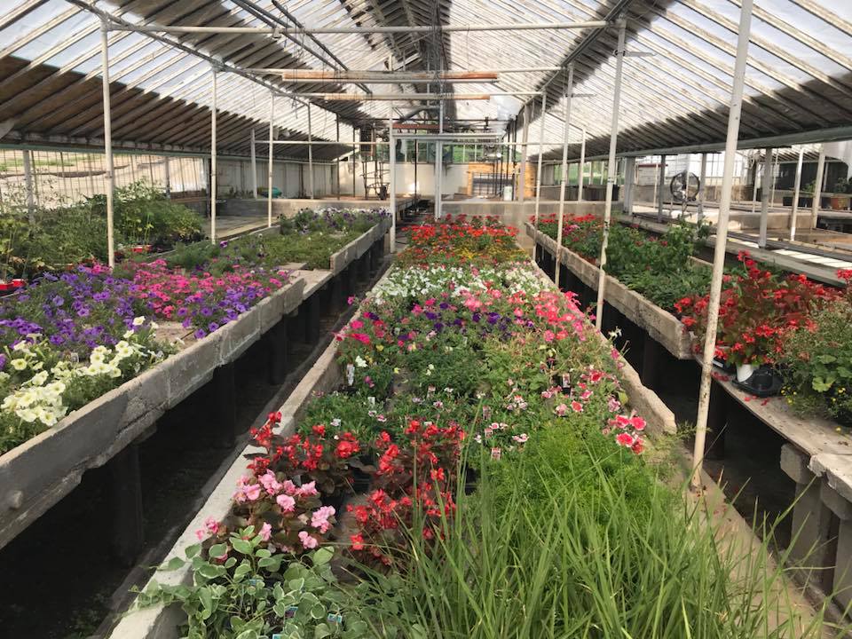 Spring Bedding Plants